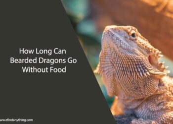 How Long Can Bearded Dragons Go Without Food