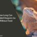 How Long Can Bearded Dragons Go Without Food