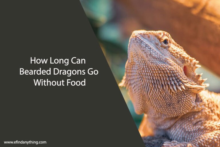 How Long Can Bearded Dragons Go Without Food