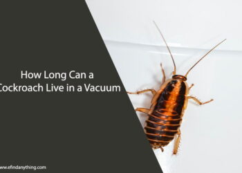 How Long Can a Cockroach Live in a Vacuum