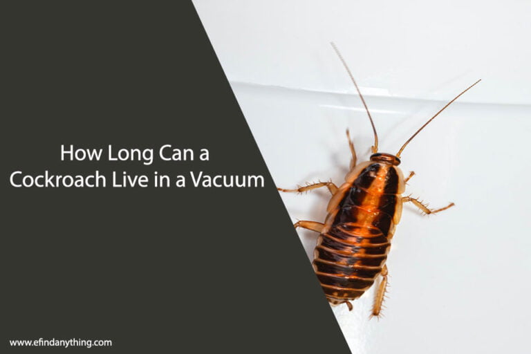 How Long Can a Cockroach Live in a Vacuum