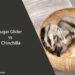 Sugar Glider vs Chinchilla