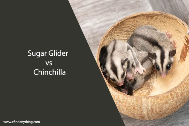 Sugar Glider vs Chinchilla