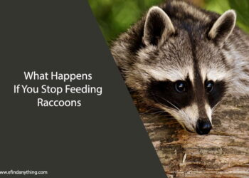 What Happens If You Stop Feeding Raccoons