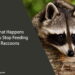 What Happens If You Stop Feeding Raccoons