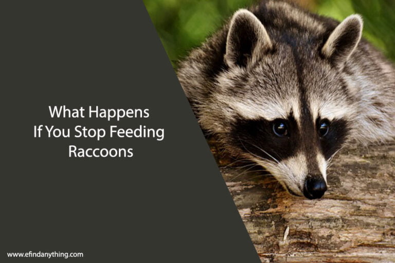What Happens If You Stop Feeding Raccoons