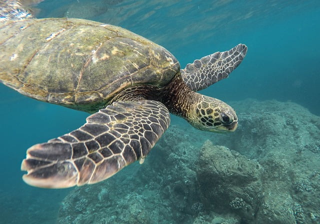can turtles eat popcorn
