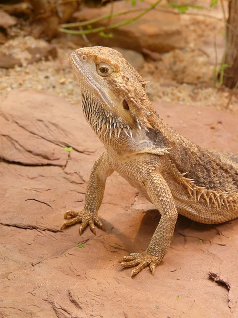 Can Bearded Dragons Eat Pineapple
