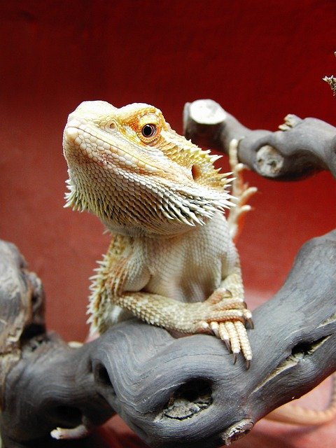 How Long Can Bearded Dragons Go Without Food
