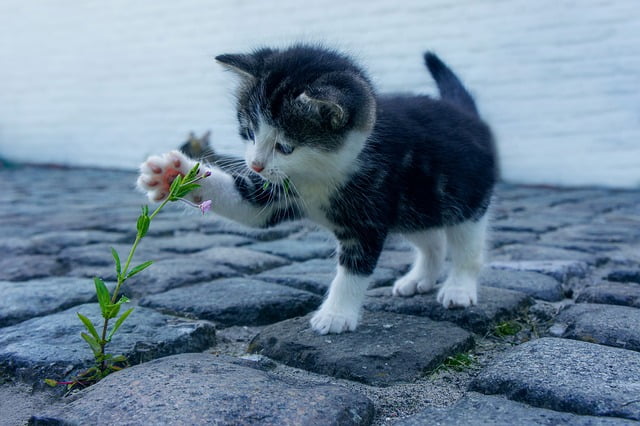 Can Cats Eat Poinsettias