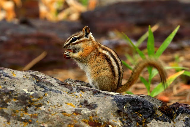 Can Squirrels Eat Almonds