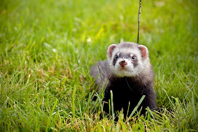 can ferrets eat popcorn