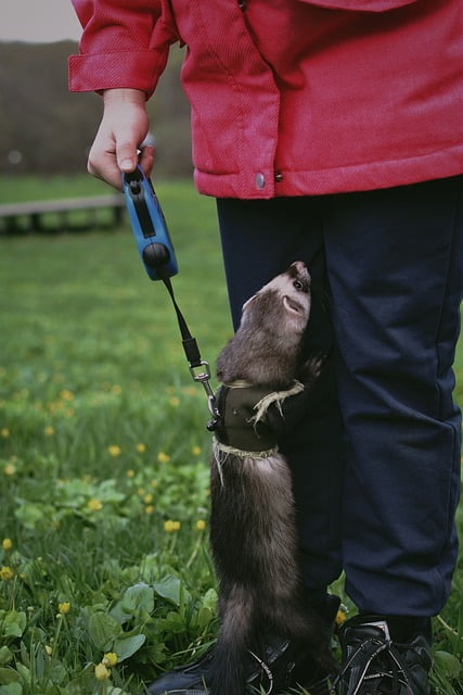 Can Ferrets Eat Rabbit Food