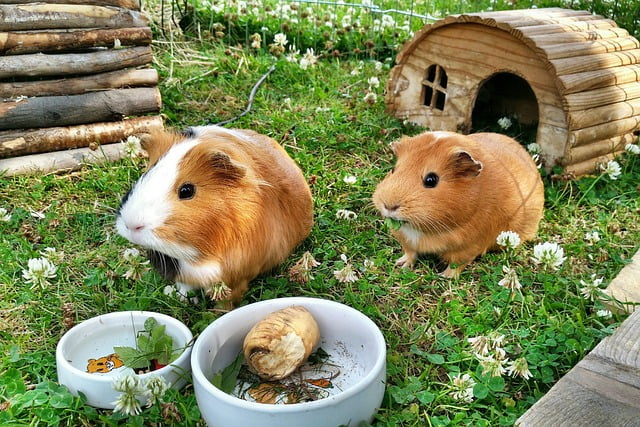 Can Guinea Pigs Eat Radishes