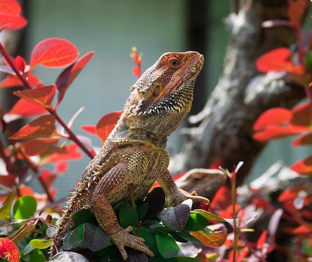 How Long Can Bearded Dragons Go Without Food