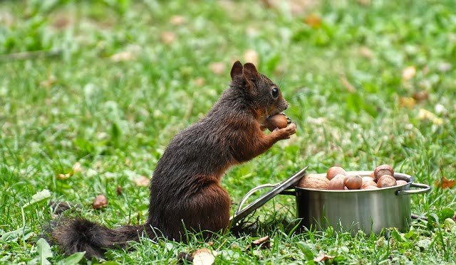 can squirrels eat hazelnuts