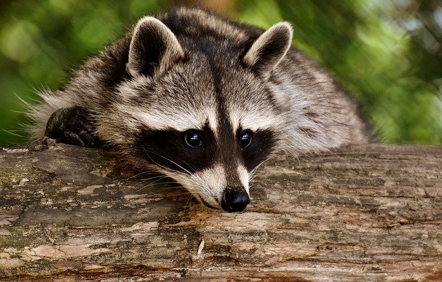 What Happens If You Stop Feeding Raccoons