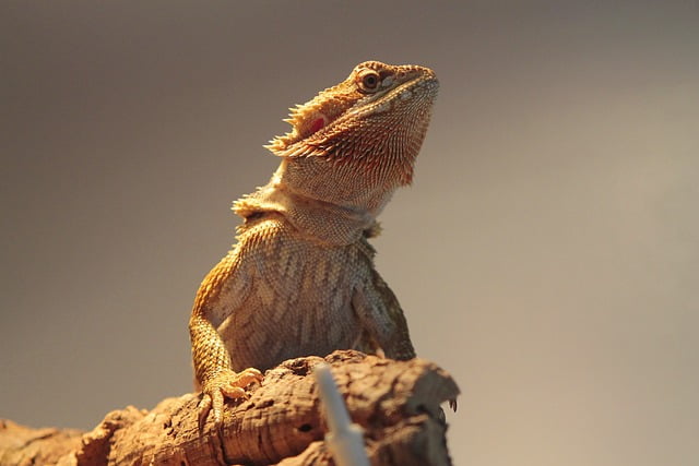 Can Bearded Dragons Eat Pineapple