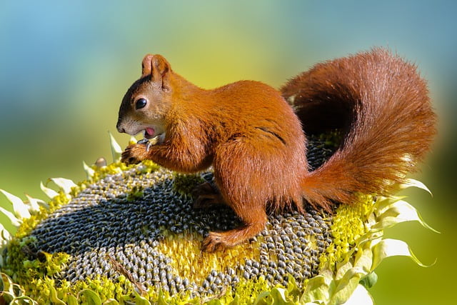 can squirrels eat sunflower seeds