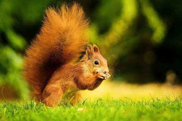 Can Squirrels Eat Pistachios