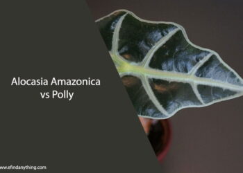 Alocasia Amazonica vs Polly