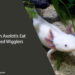 Can Axolotls Eat Red Wigglers