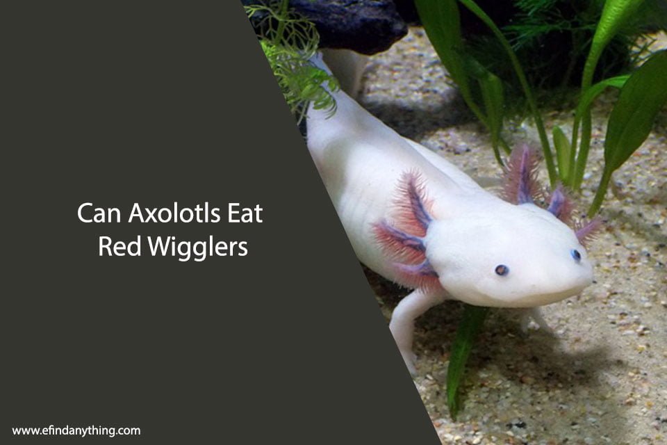 Can Axolotls Eat Red Wigglers