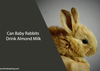 Can Baby Rabbits Drink Almond Milk