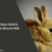 Can Baby Rabbits Drink Almond Milk