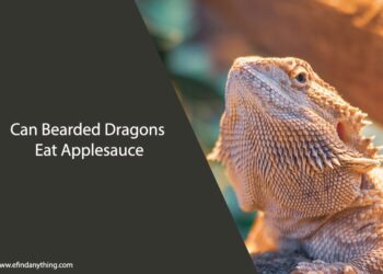 Can Bearded Dragons Eat Applesauce