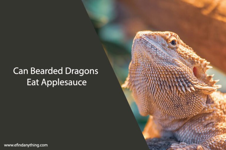 Can Bearded Dragons Eat Applesauce