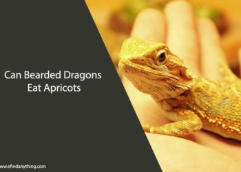 Can Bearded Dragons Eat Apricots