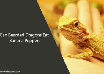 Can Bearded Dragons Eat Banana Peppers
