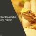 Can Bearded Dragons Eat Banana Peppers