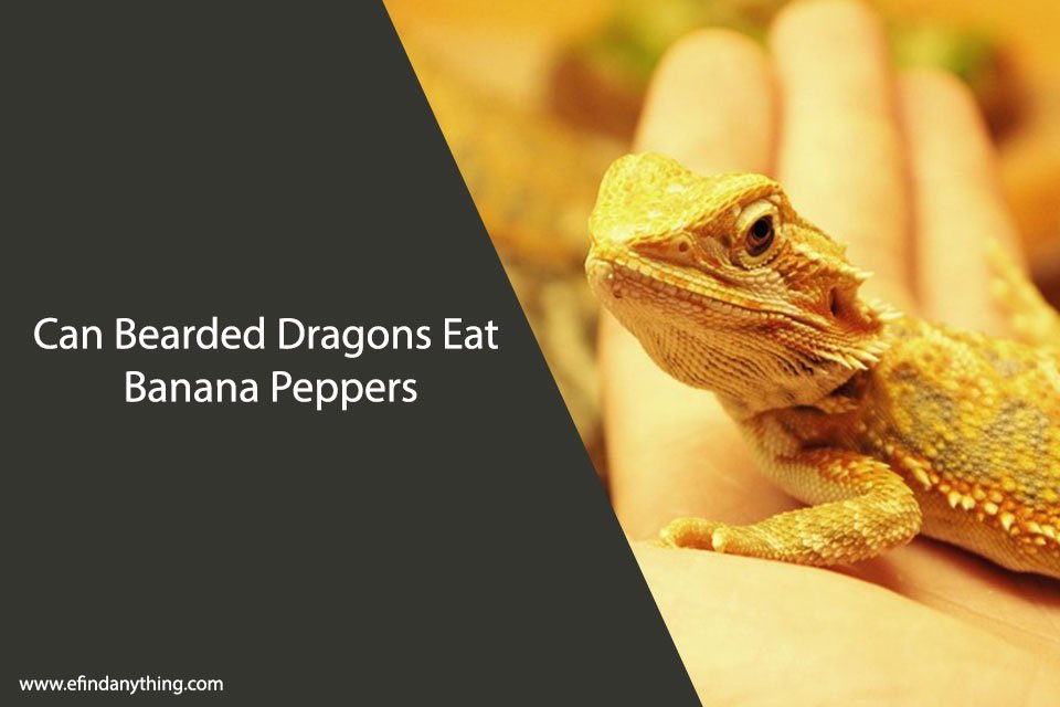 Can Bearded Dragons Eat Banana Peppers