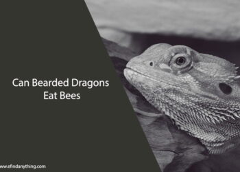 Can Bearded Dragons Eat Bees