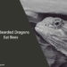 Can Bearded Dragons Eat Bees