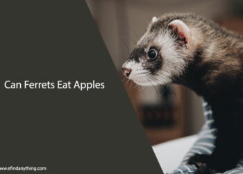 Can Ferrets Eat Apples