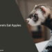 Can Ferrets Eat Apples