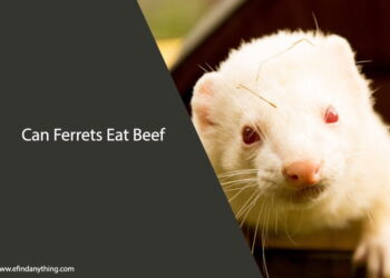 Can Ferrets Eat Beef