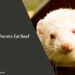 Can Ferrets Eat Beef