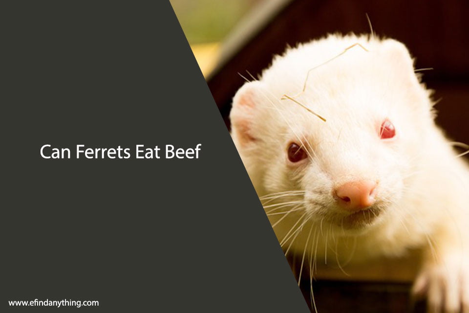 Can Ferrets Eat Beef? A Comprehensive Guide