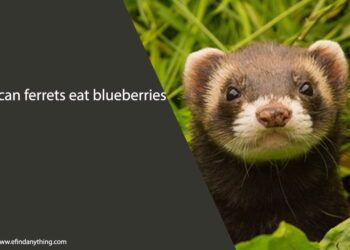 can ferrets eat blueberries