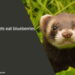 can ferrets eat blueberries