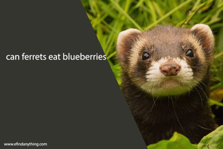 can ferrets eat blueberries