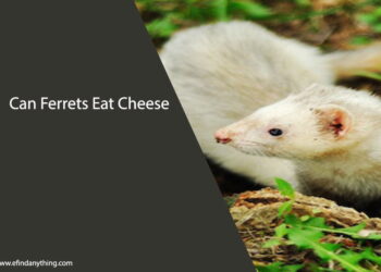Can Ferrets Eat Cheese