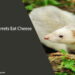 Can Ferrets Eat Cheese