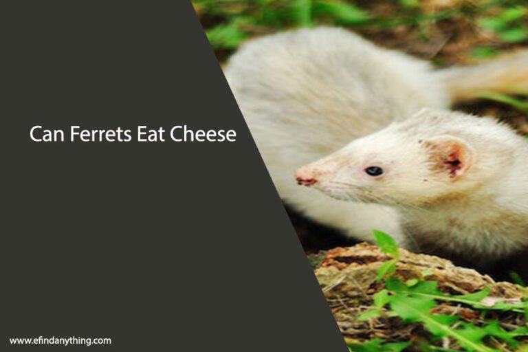 Can Ferrets Eat Cheese