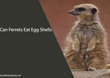 Can Ferrets Eat Egg Shells
