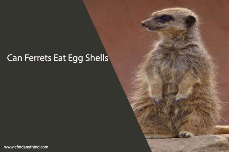 Can Ferrets Eat Egg Shells